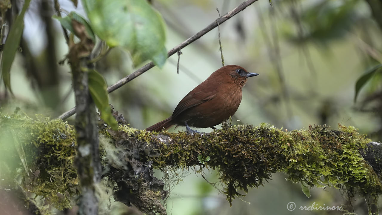 Rufous spinetail