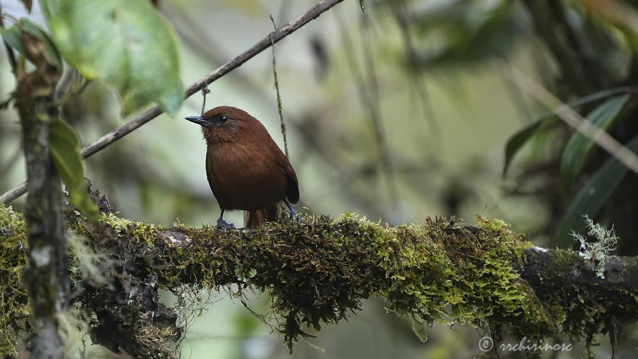 Rufous spinetail
