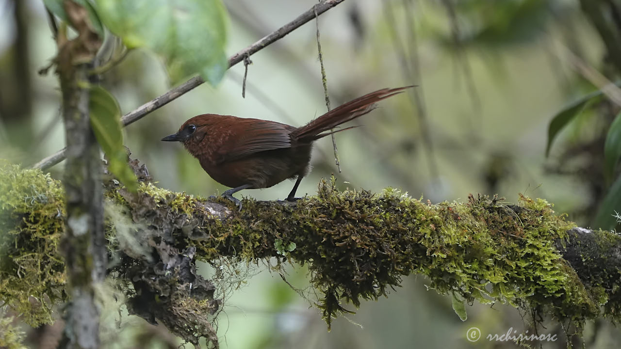 Rufous spinetail