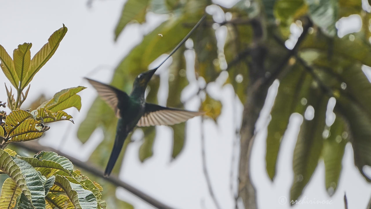 Sword-billed hummingbird