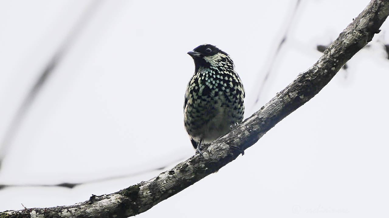 Beryl-spangled tanager