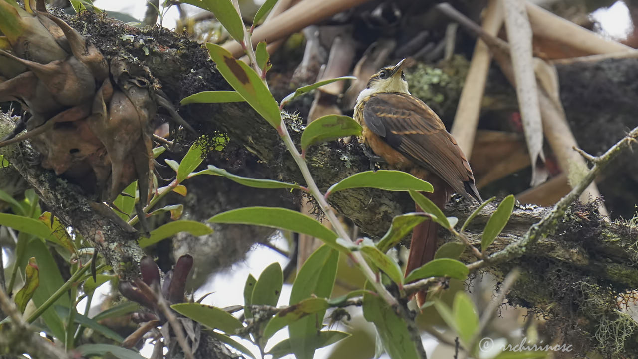 Streaked tuftedcheek