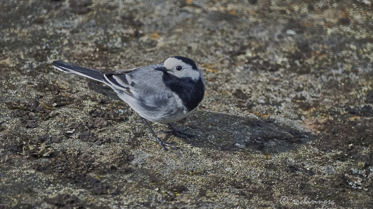 White wagtail