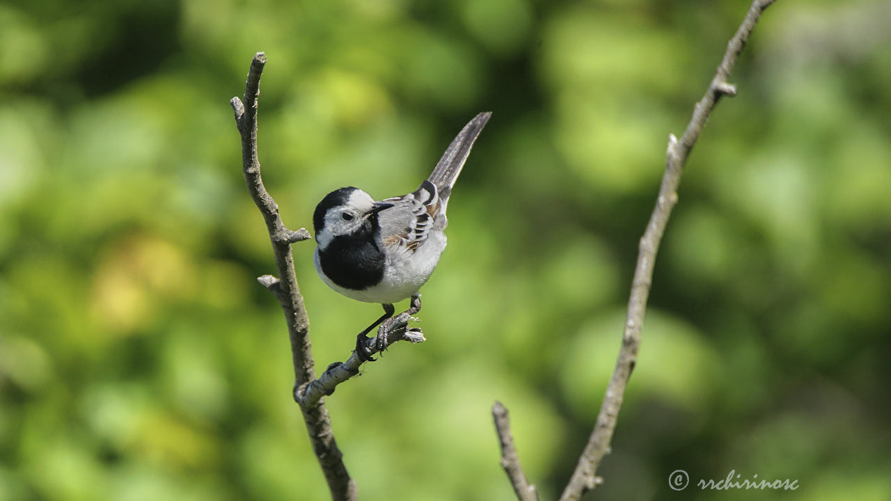White wagtail