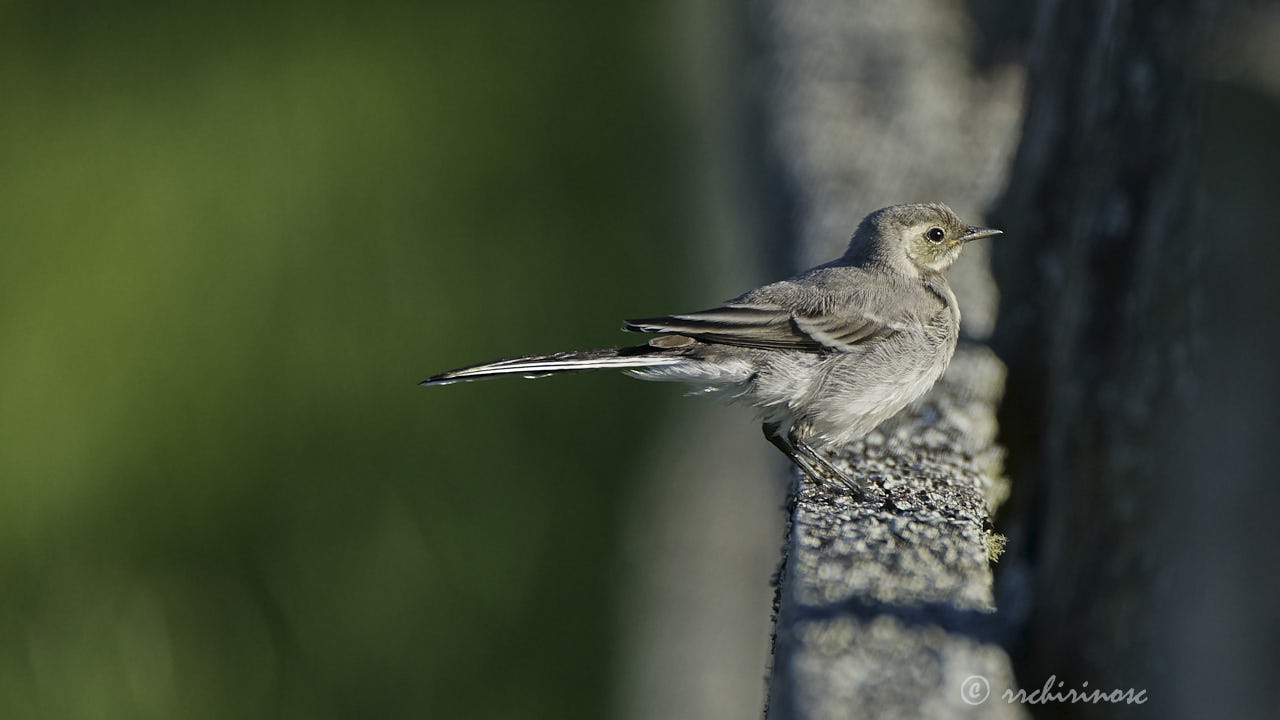 White wagtail