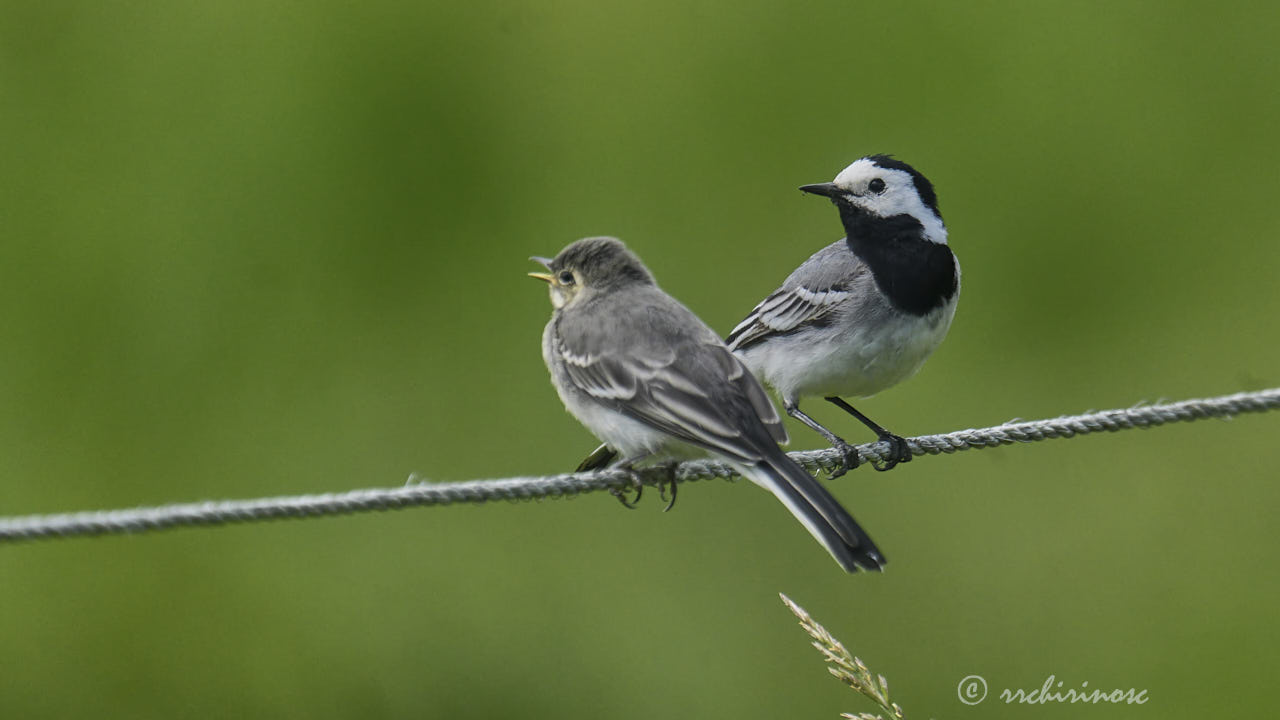 White wagtail