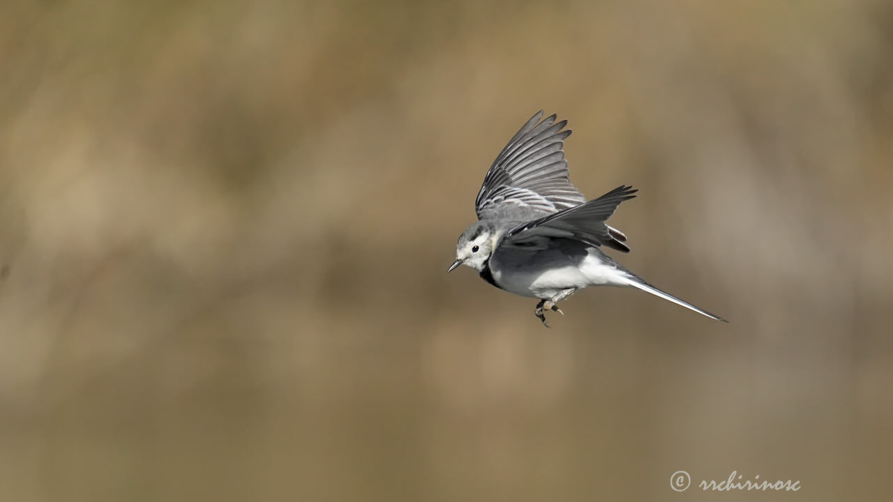 White wagtail