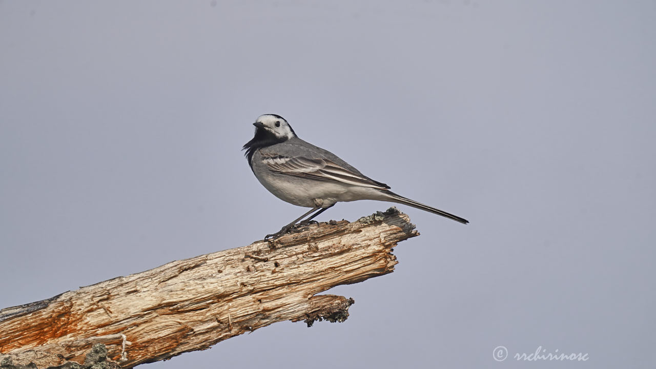 White wagtail