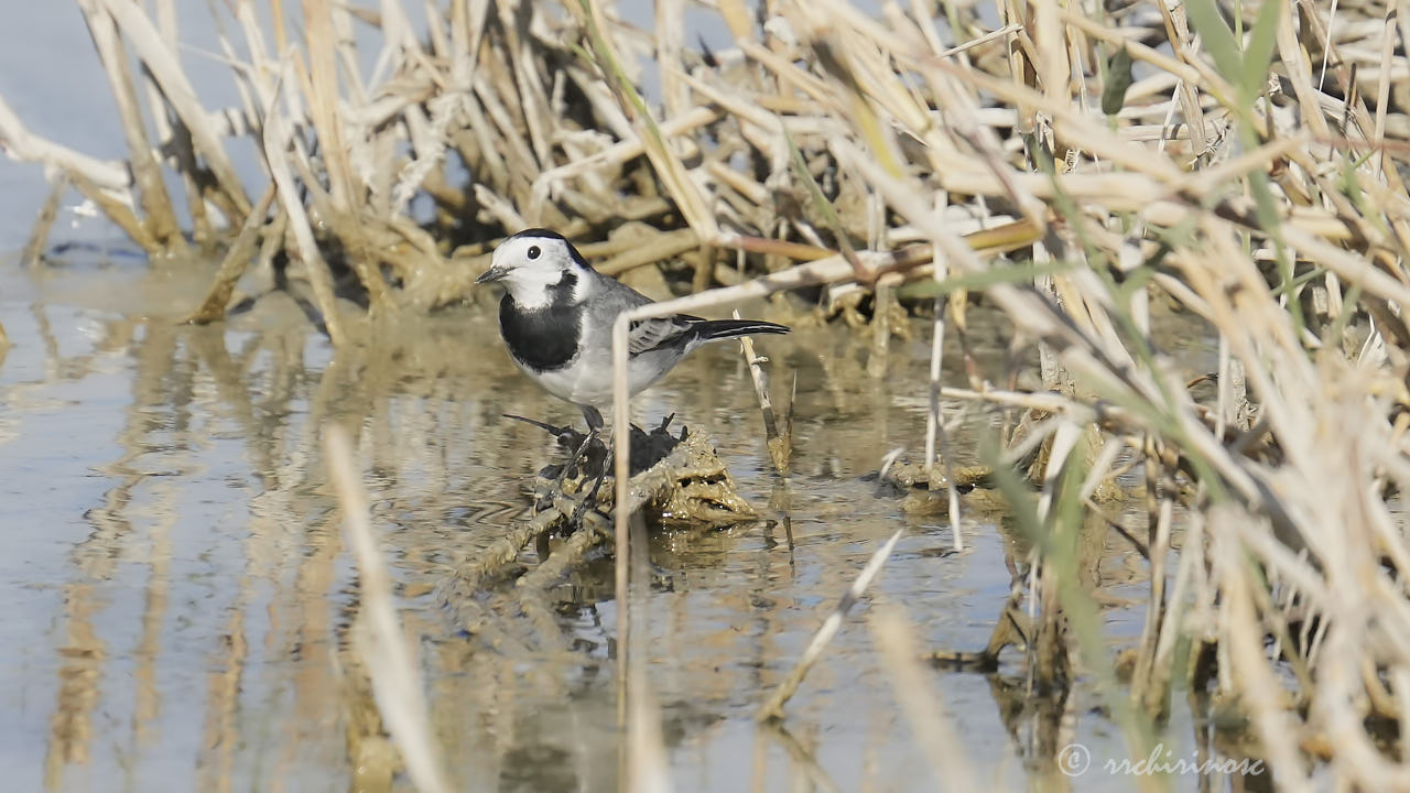 White wagtail