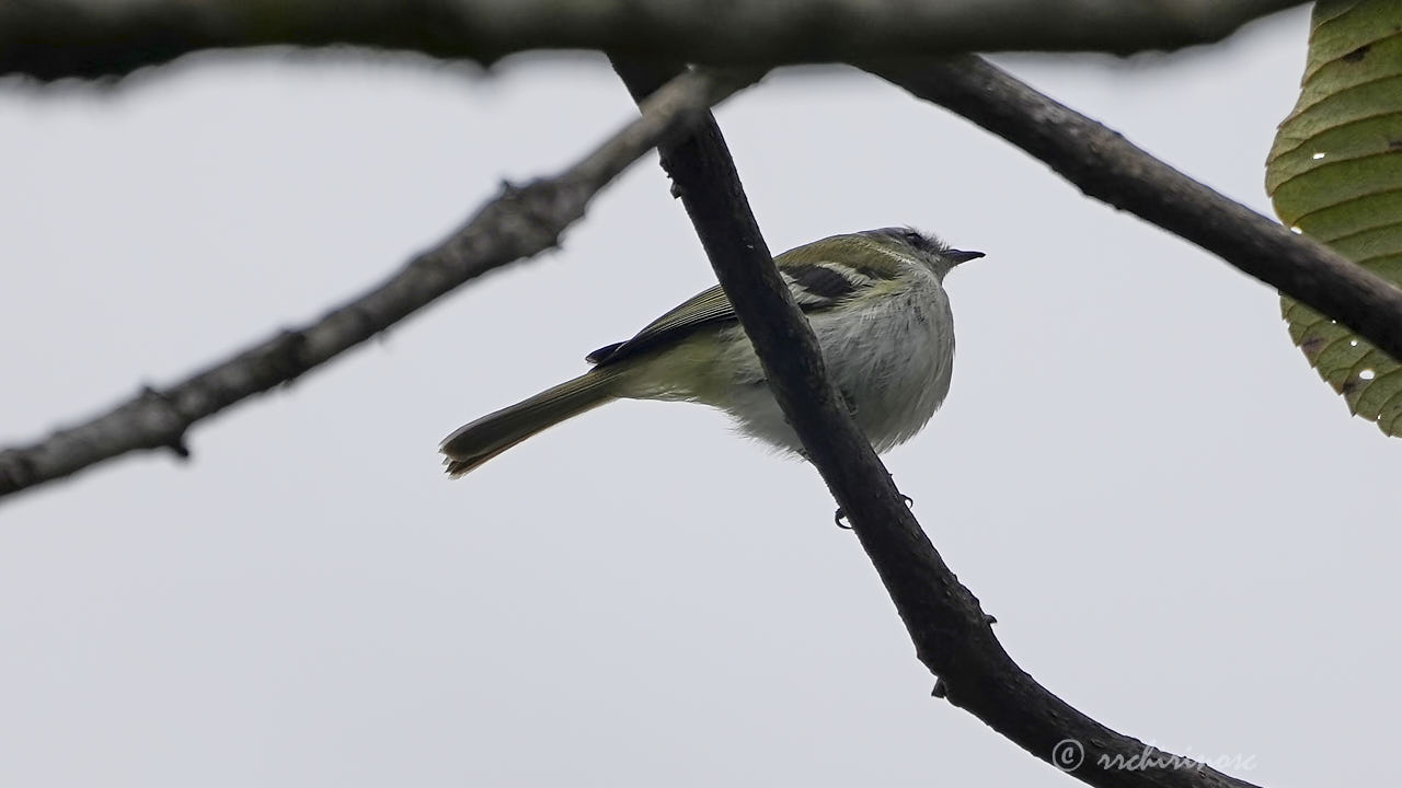 White-banded tyrannulet