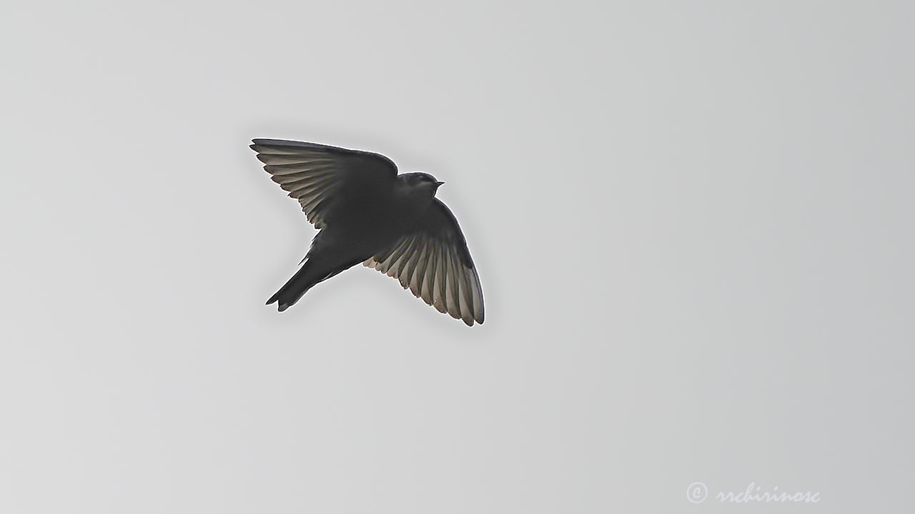 Brown-bellied swallow