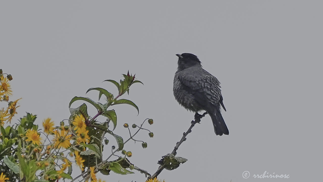 Red-crested cotinga
