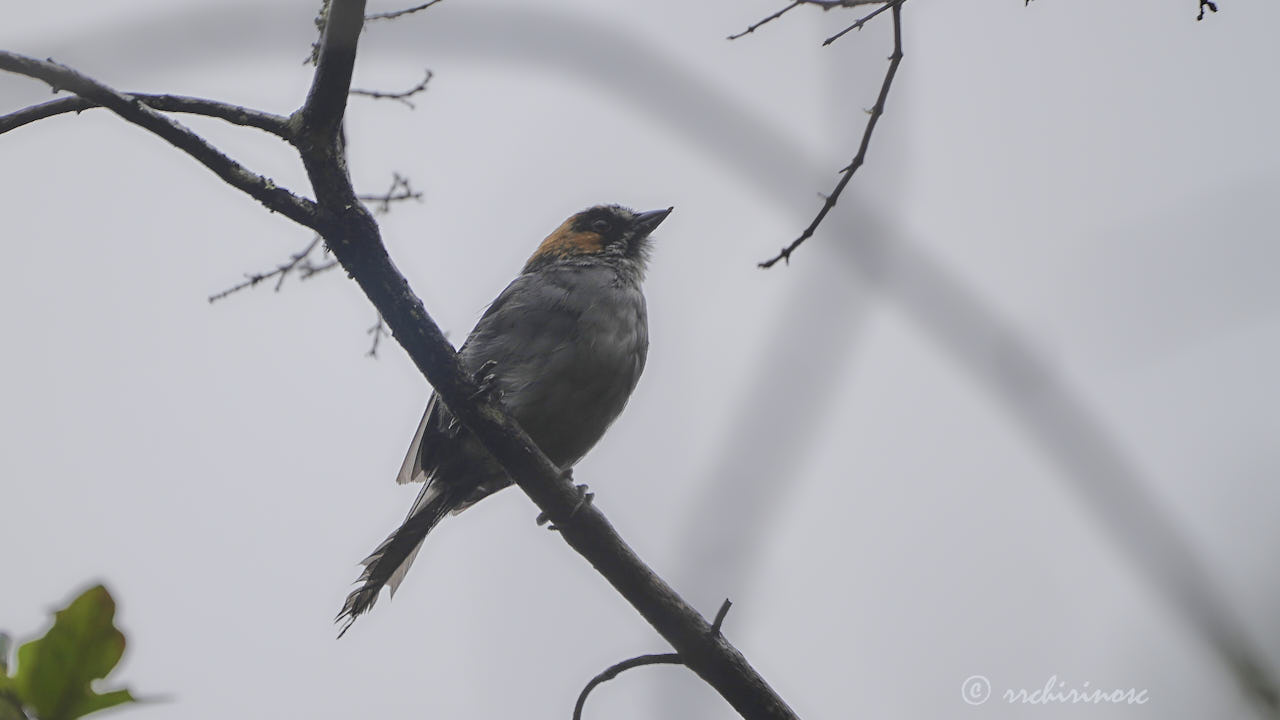 Black-spectacled brushfinch