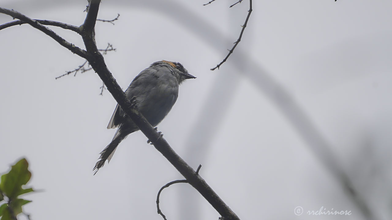 Black-spectacled brushfinch