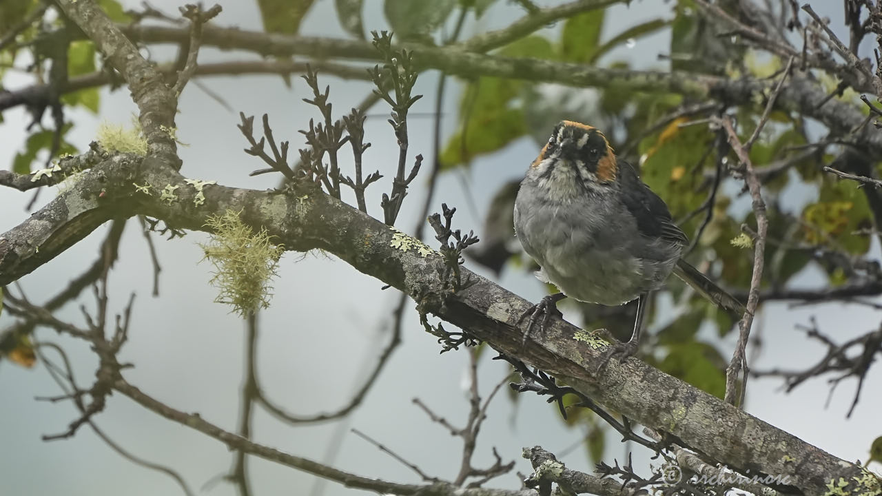 Black-spectacled brushfinch