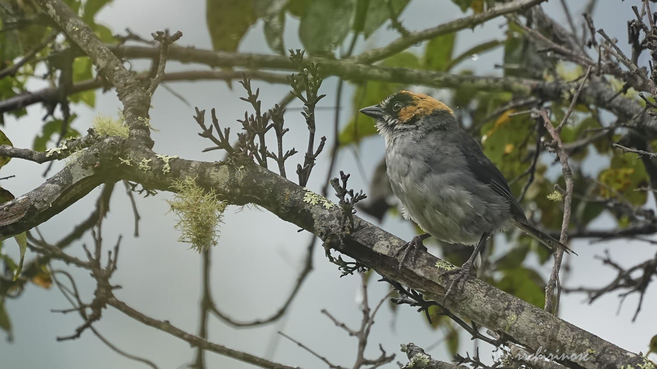 Black-spectacled brushfinch