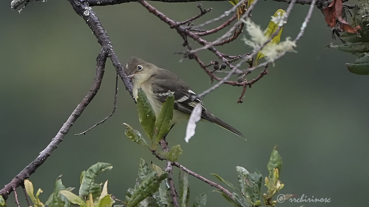 White-crested elaenia