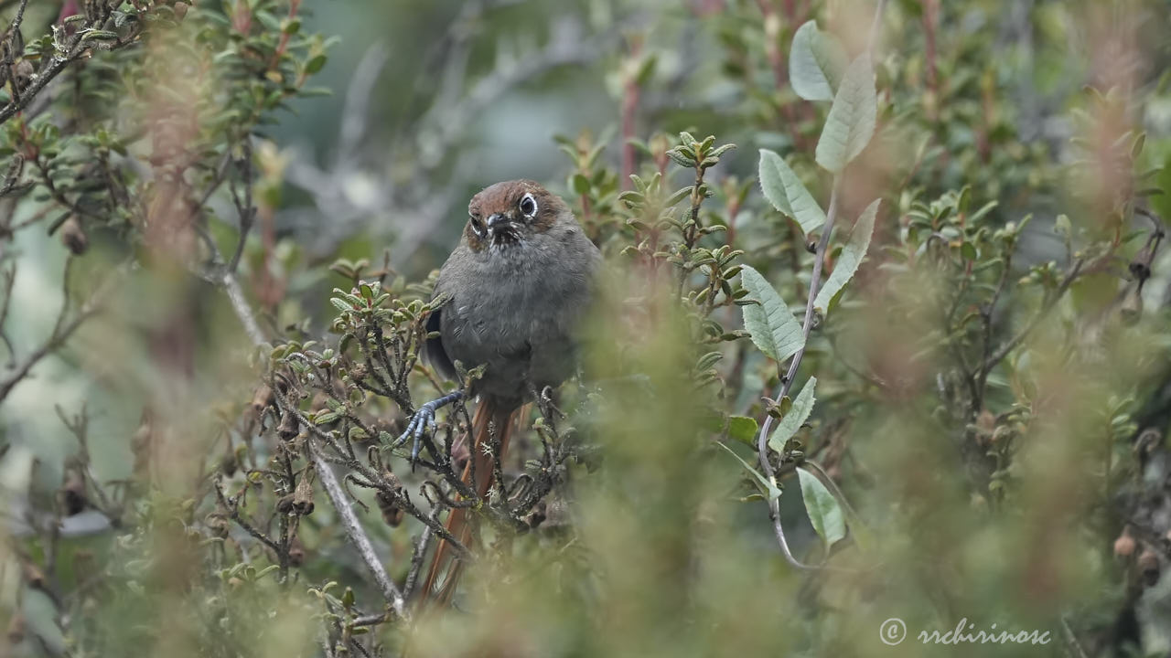 Eye-ringed thistletail