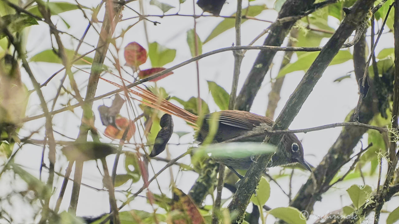 Eye-ringed thistletail