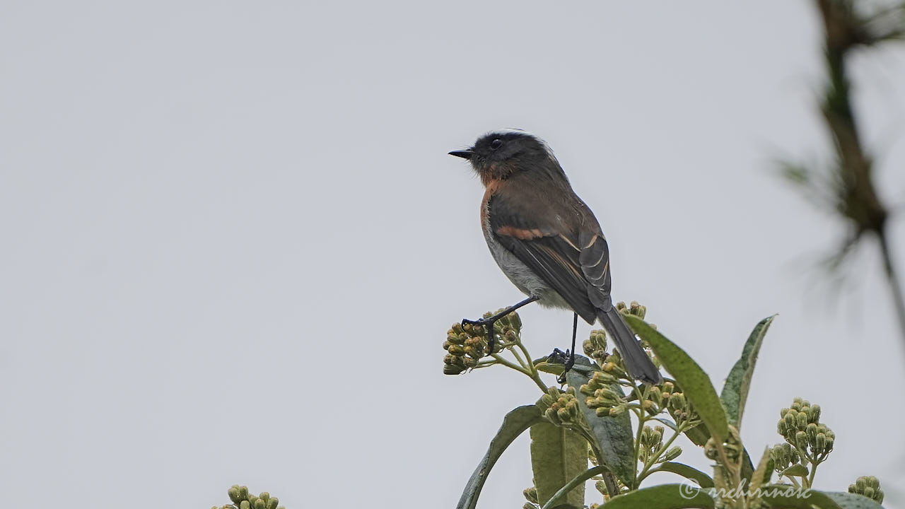Rufous-breasted chat-tyrant