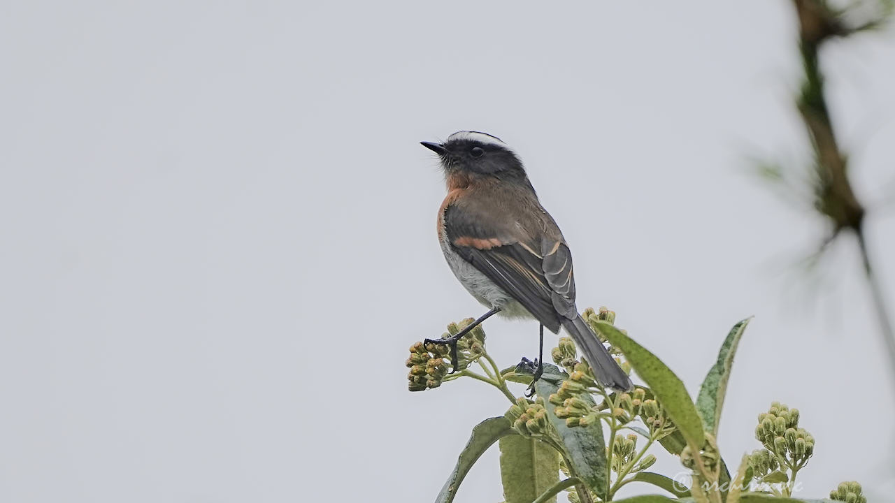 Rufous-breasted chat-tyrant