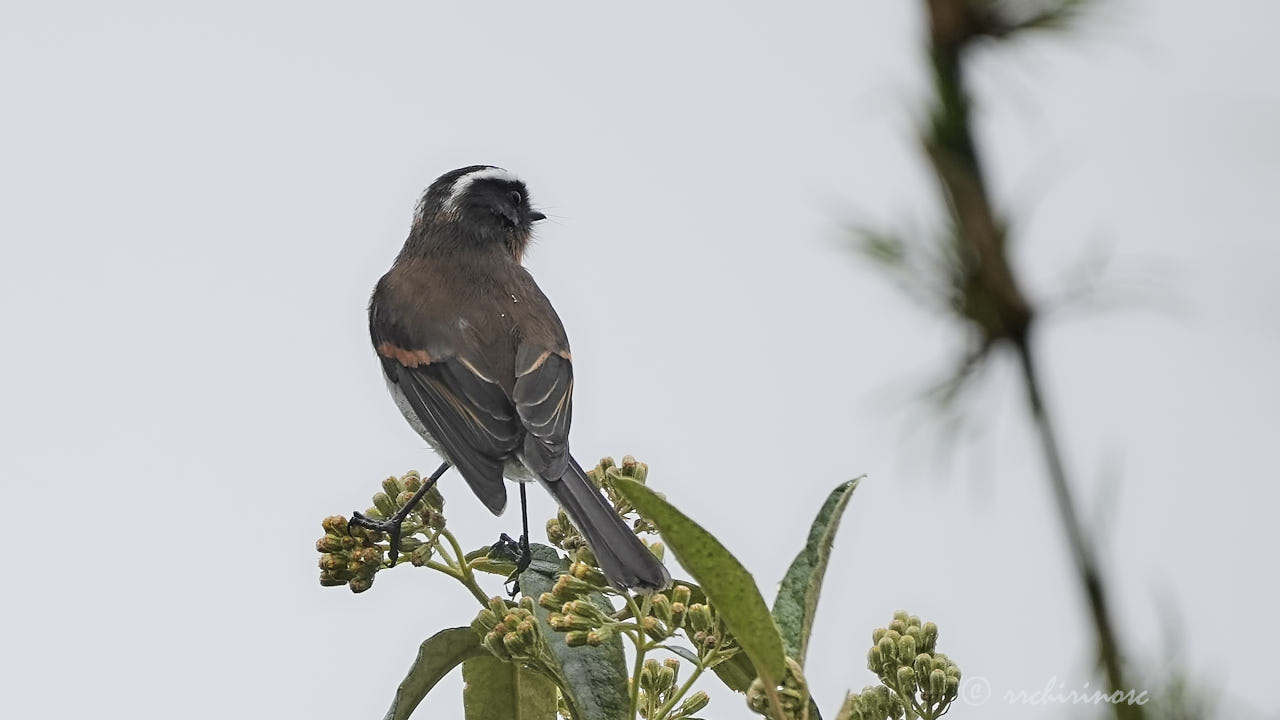 Rufous-breasted chat-tyrant