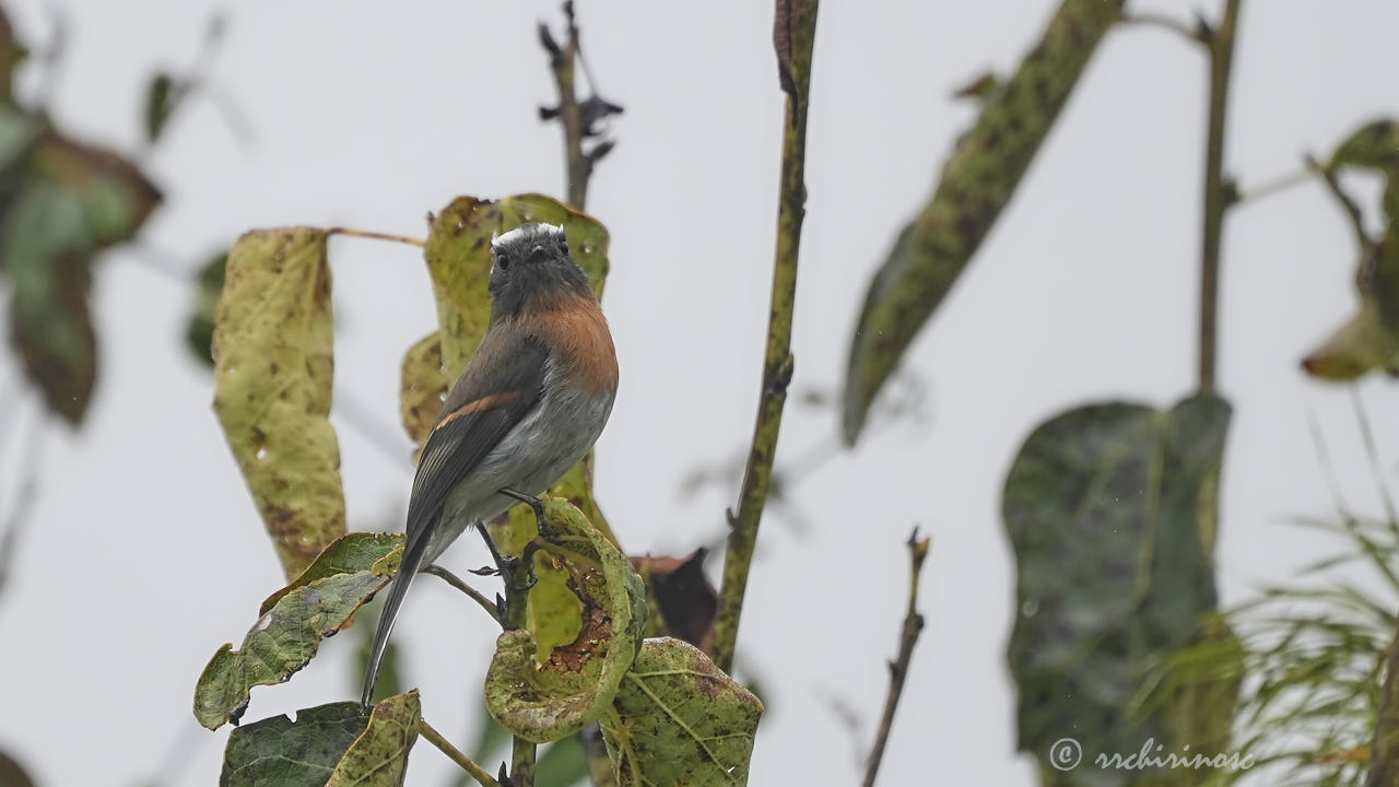 Rufous-breasted chat-tyrant