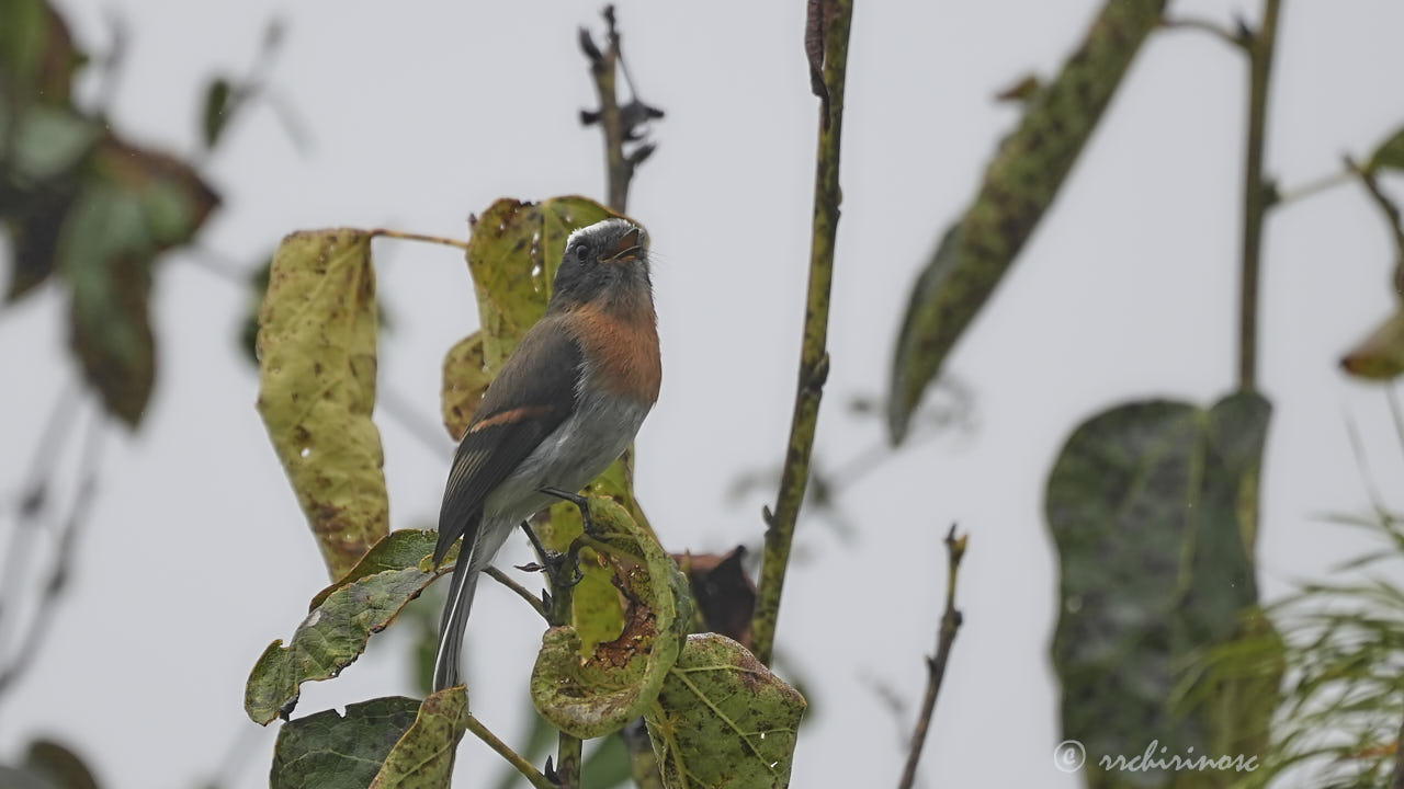 Rufous-breasted chat-tyrant