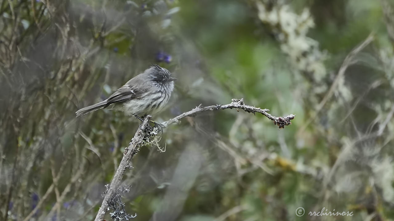 Tufted tit-tyrant