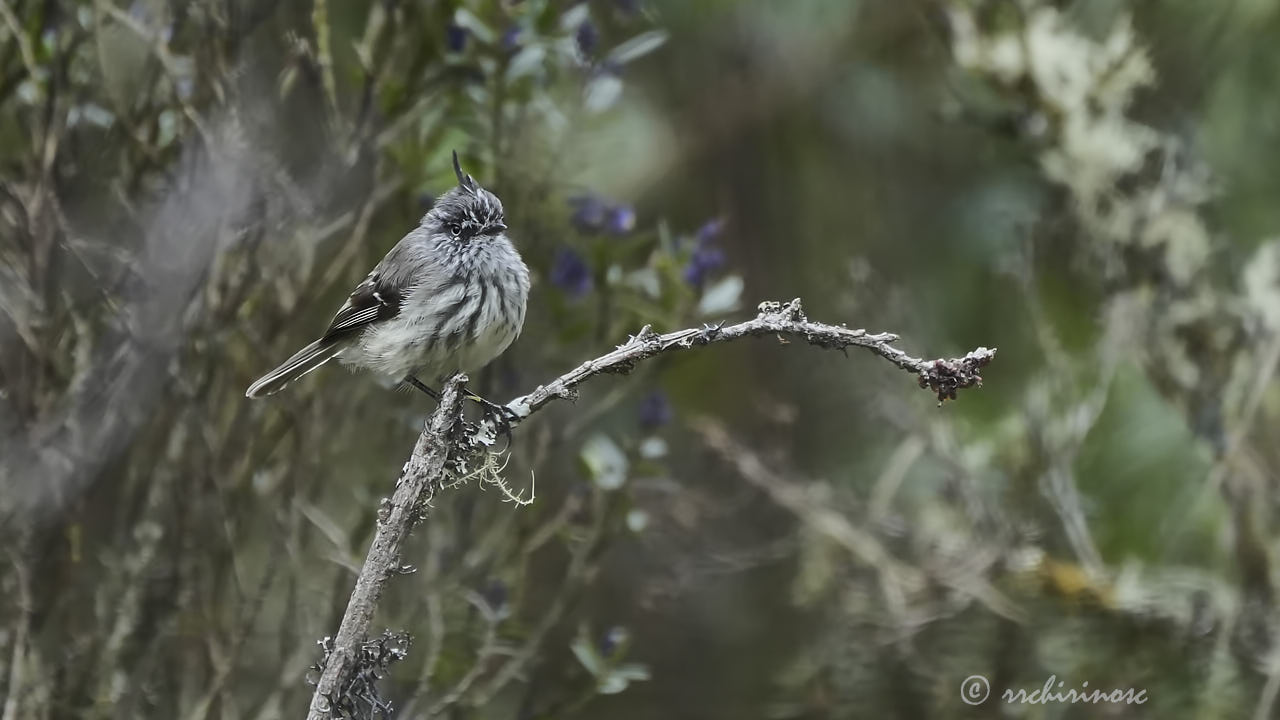 Tufted tit-tyrant
