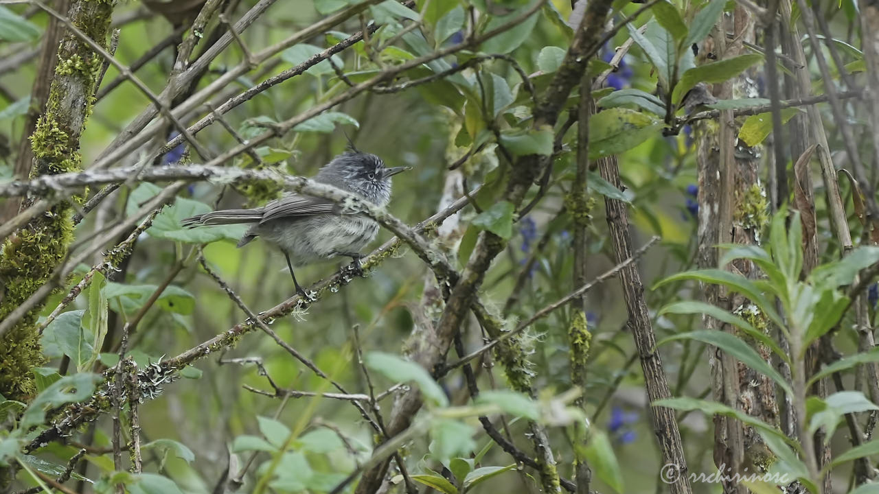 Tufted tit-tyrant