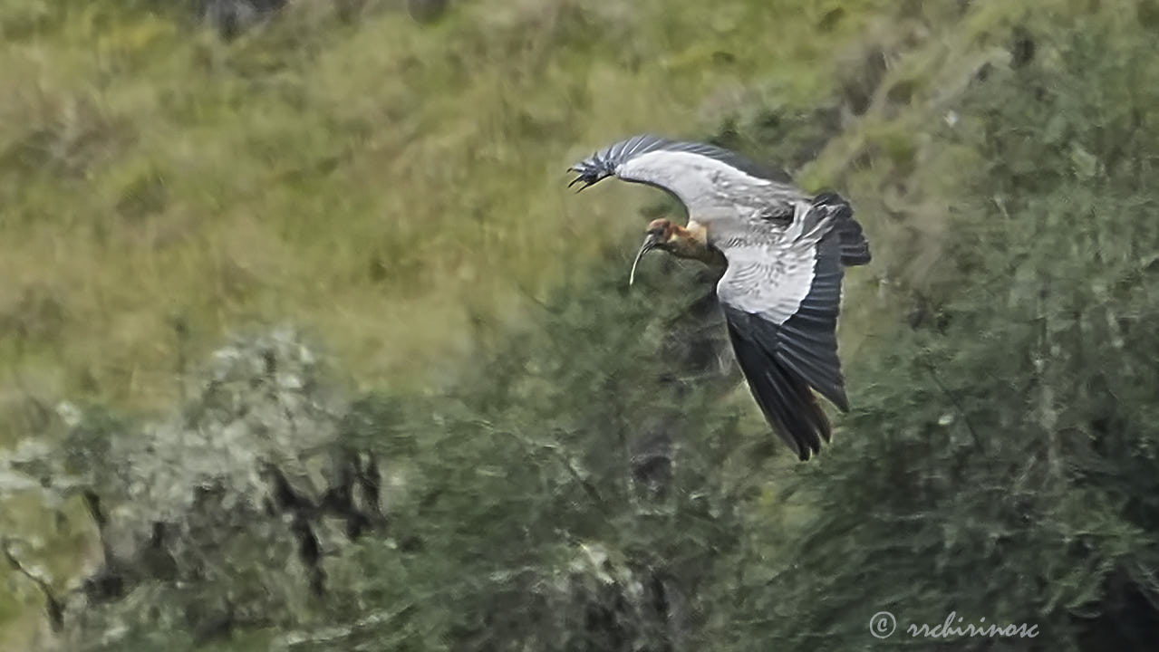 Andean ibis