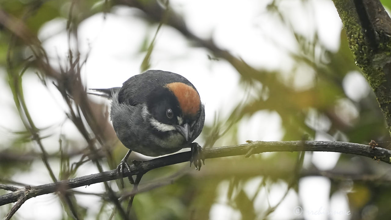 Peruvian slaty brushfinch