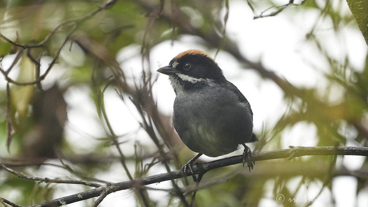 Peruvian slaty brushfinch