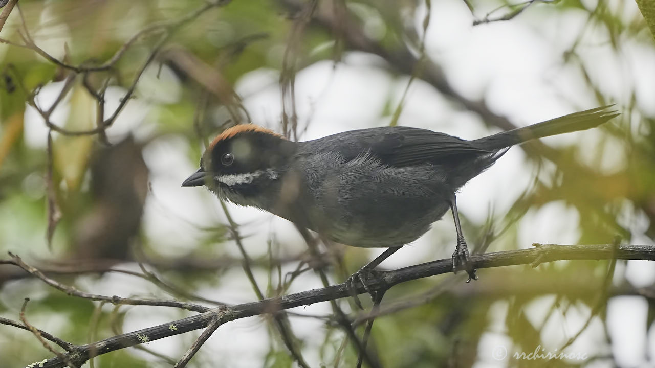 Peruvian slaty brushfinch
