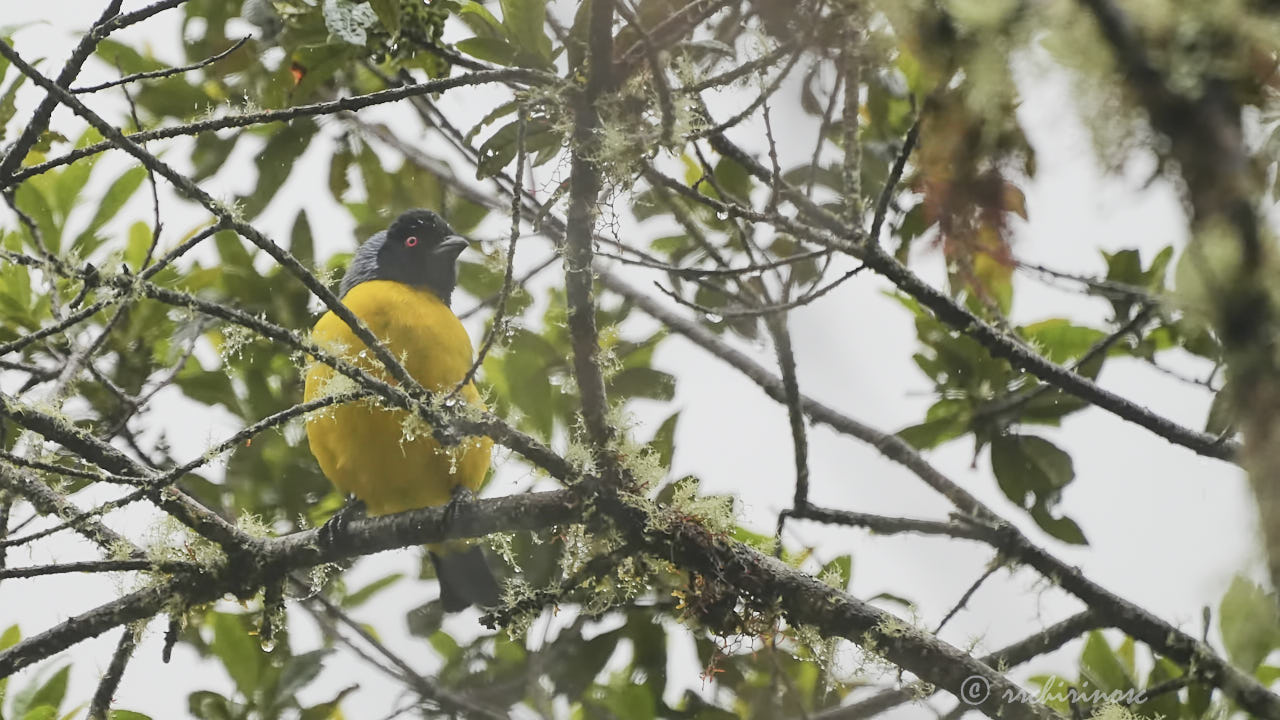 Hooded mountain tanager