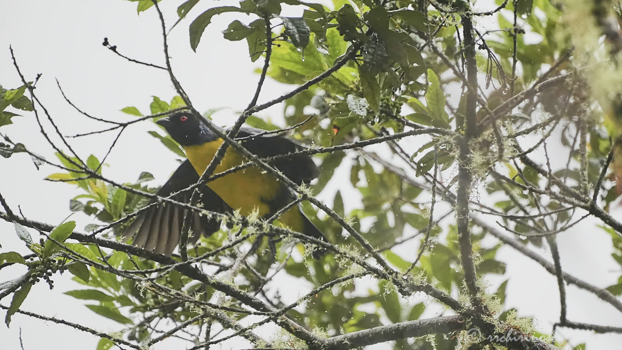 Hooded mountain tanager