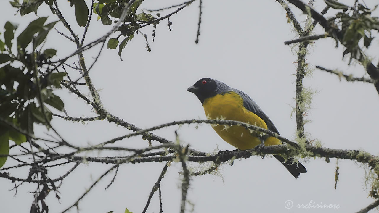Hooded mountain tanager