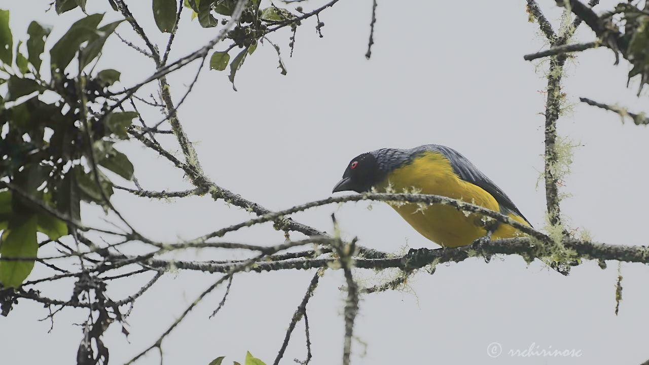 Hooded mountain tanager