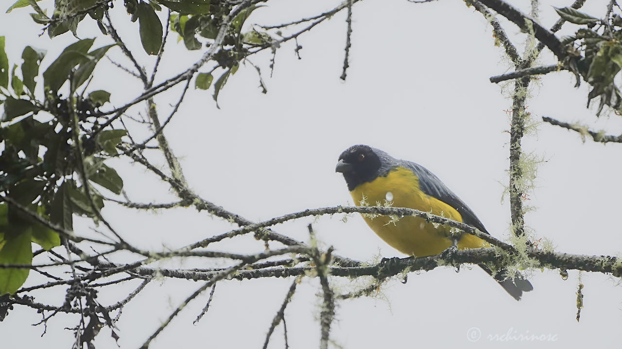 Hooded mountain tanager