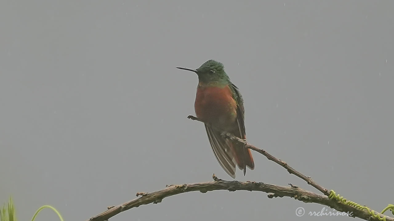 Chestnut-breasted coronet