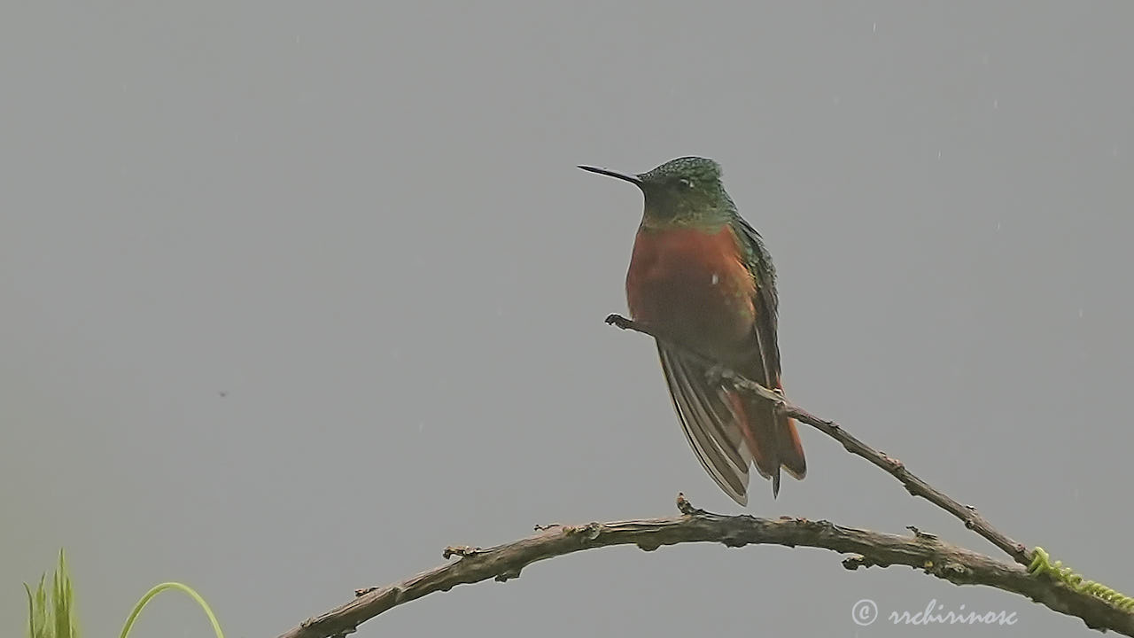 Chestnut-breasted coronet