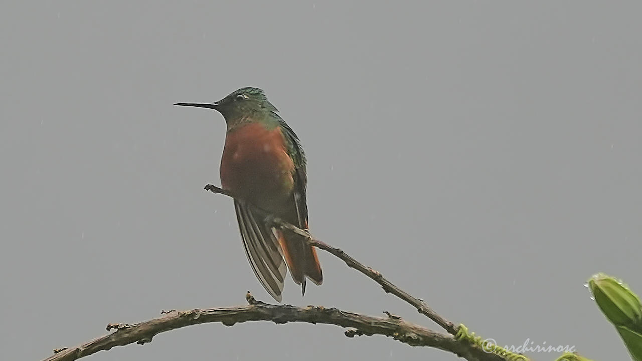 Chestnut-breasted coronet