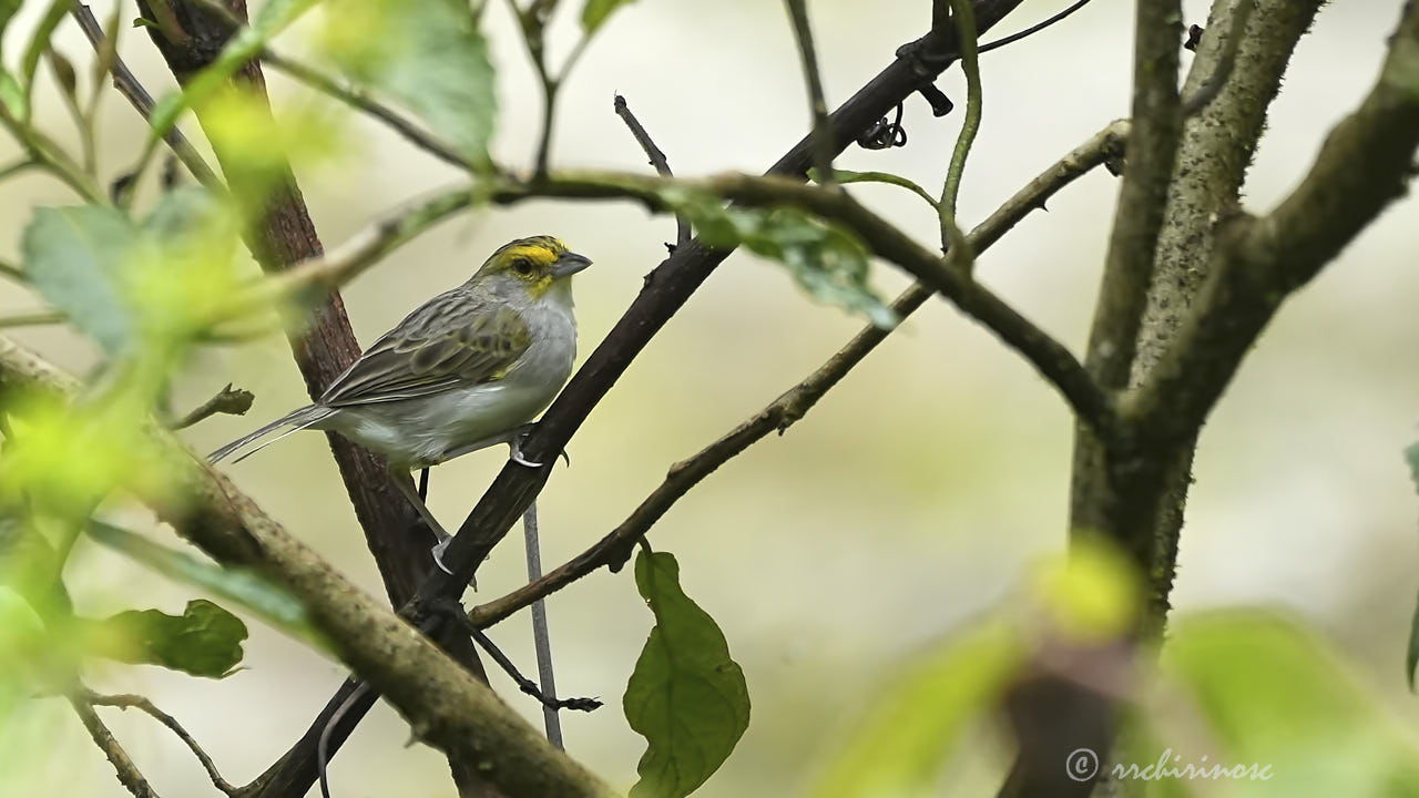 Yellow-browed sparrow