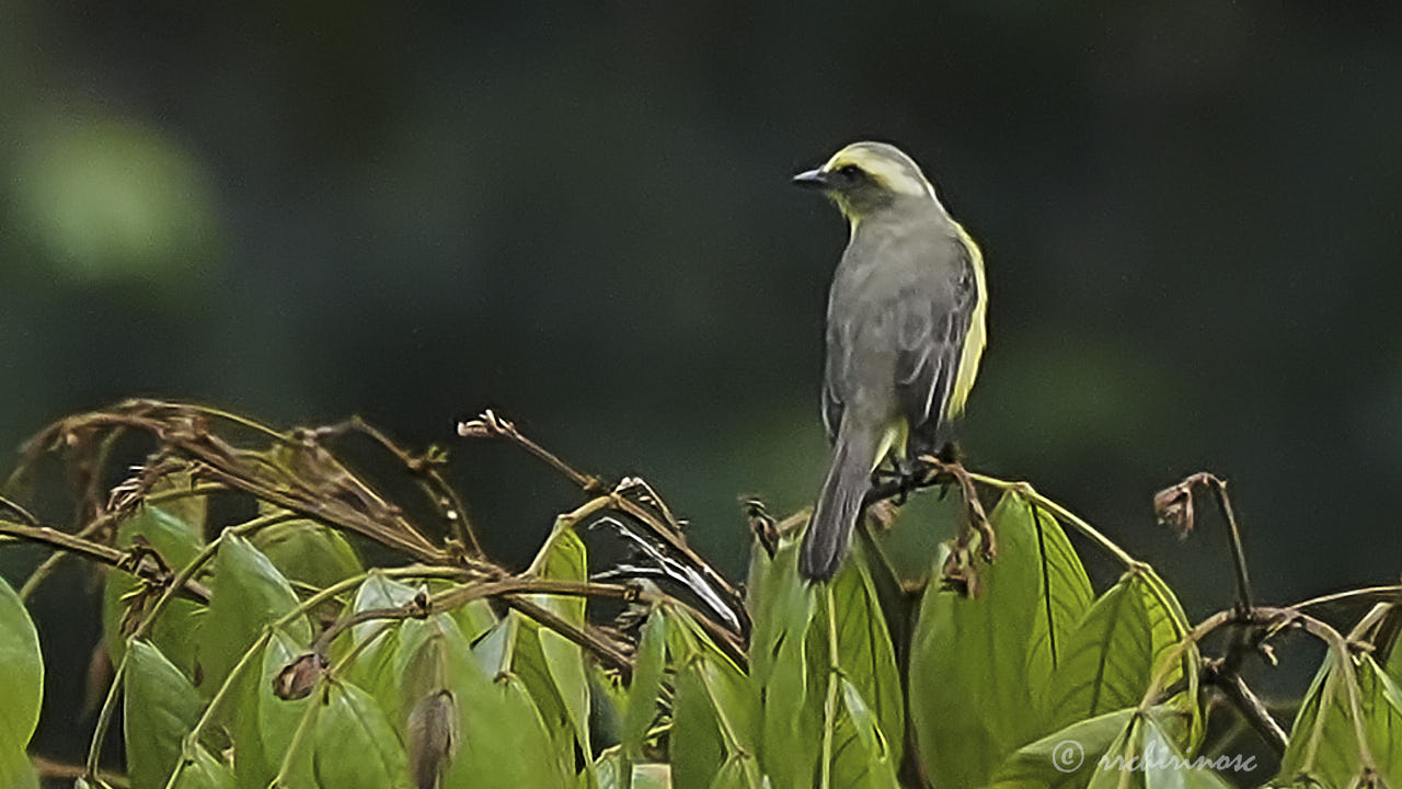 Lemon-browed flycatcher