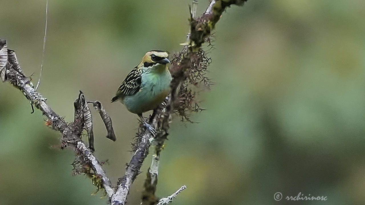 Golden-eared tanager