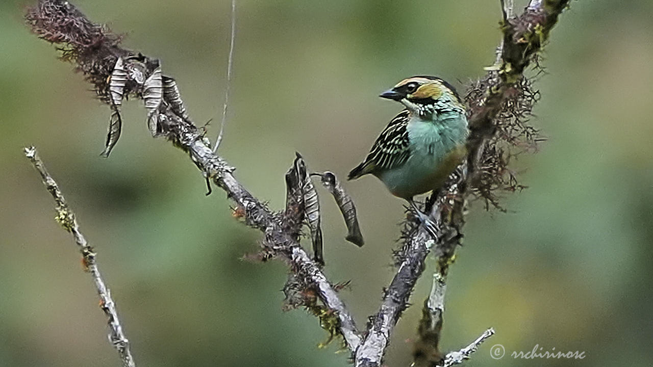 Golden-eared tanager