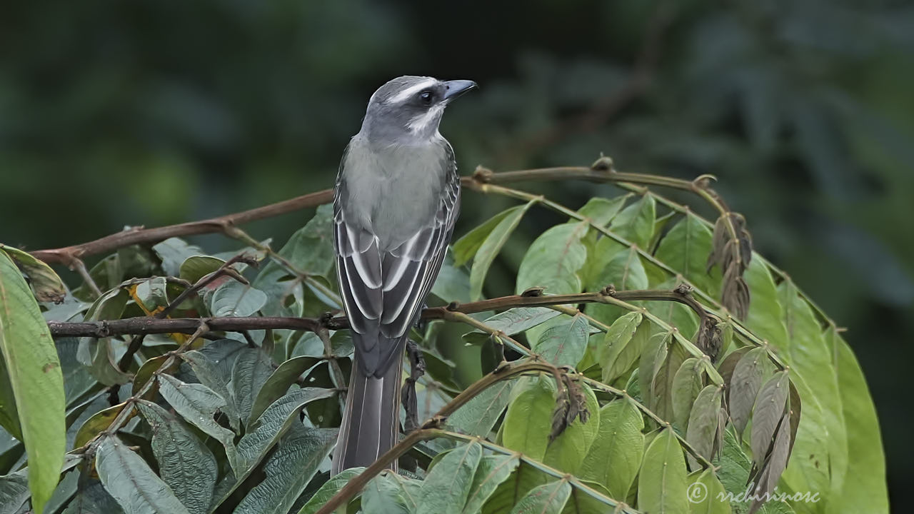 Golden-crowned flycatcher