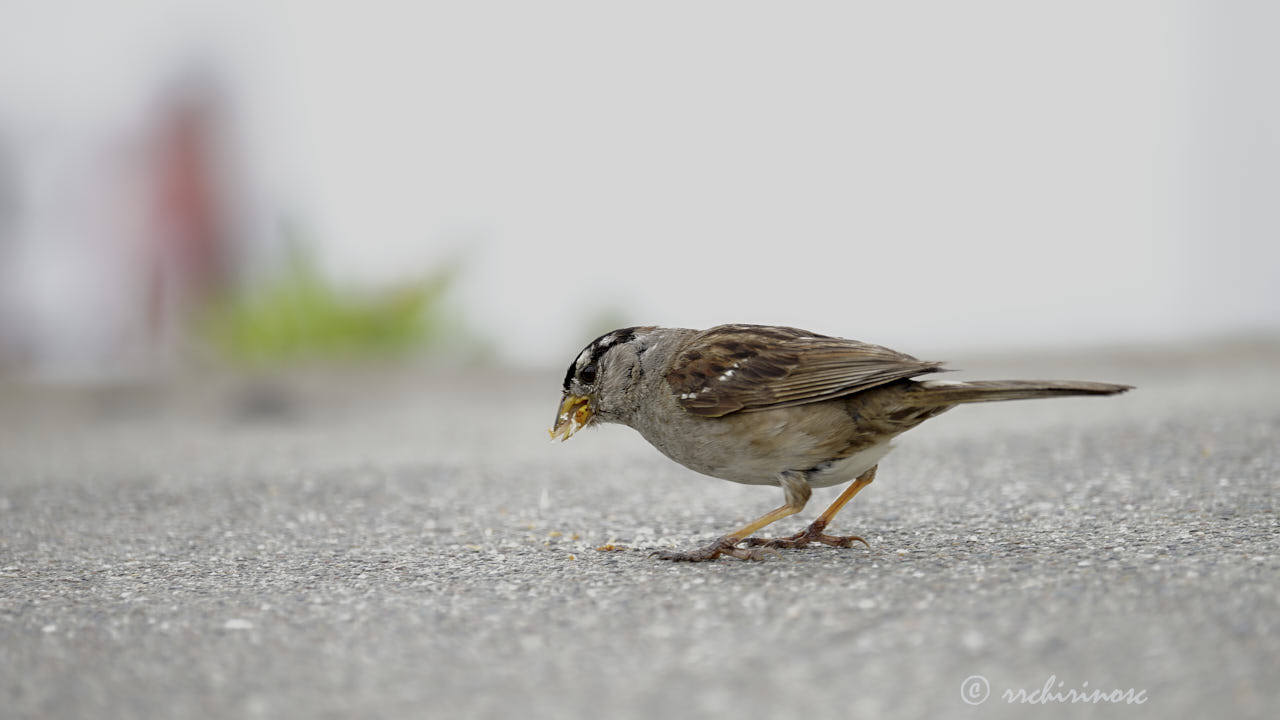 White-crowned sparrow