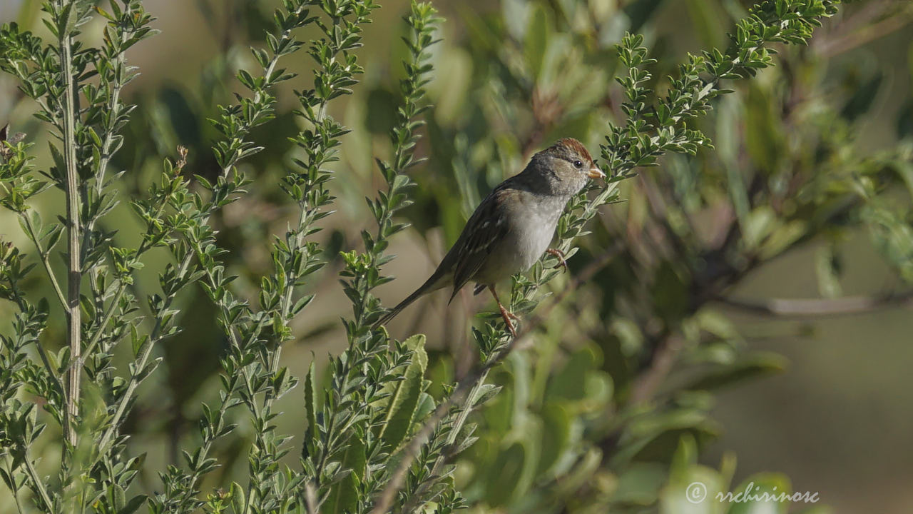 White-crowned sparrow
